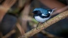 Revelan cómo las aves se adaptan al cambio climático
