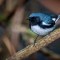Revelan cómo las aves se adaptan al cambio climático