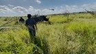 Cortándoles los cuernos: así protegen al rinoceronte en Sudáfrica