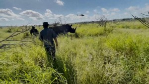 Cortándoles los cuernos: así protegen al rinoceronte en Sudáfrica