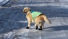 Cómo proteger a tu perro durante una nevada
