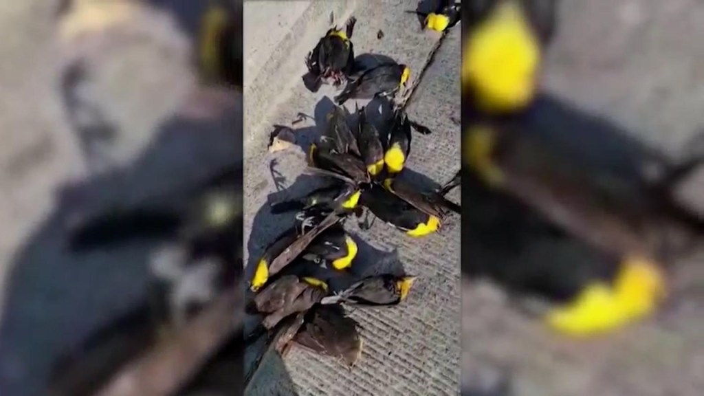 Casi 100 aves caen muertas en México por descarga eléctrica