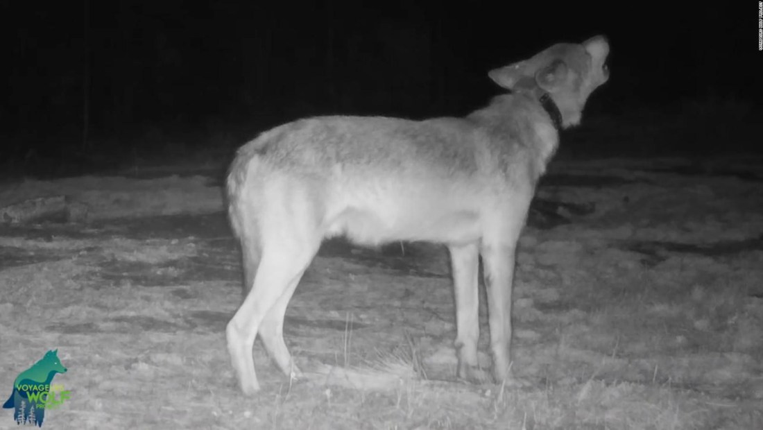 Video capta el insólito aullido de un lobo en un bosque