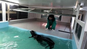 Liberan a foca "Evi" en el mar Mediterráneo