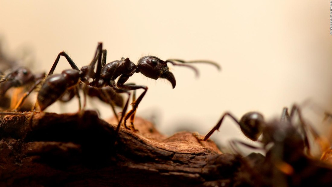 Mira cómo las hormigas crían y usan "ganado"