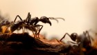 Mira cómo las hormigas crían y usan "ganado"