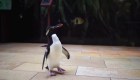 Estos curiosos pingüinos protagonizarán un libro