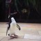 Estos curiosos pingüinos protagonizarán un libro
