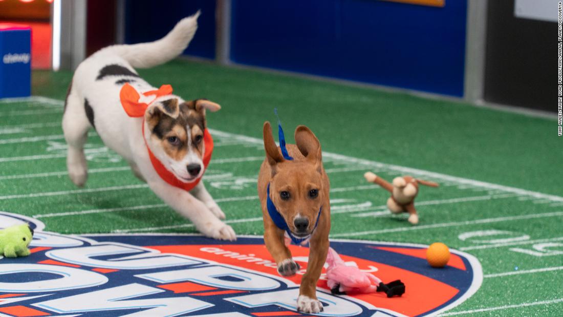 Puppy Bowl 2022: This was the adorable winning team