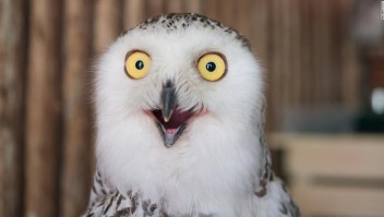 De "Super Bowl" a "Superb owl". Basta con un pequeño error tipográfico para que tu búsqueda en internet se llene de contenido sobre búhos