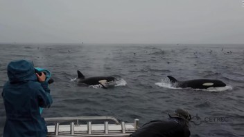 Orcas cazando y matando a una ballena azul adulta en 2019