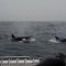 Orcas cazando y matando a una ballena azul adulta en 2019