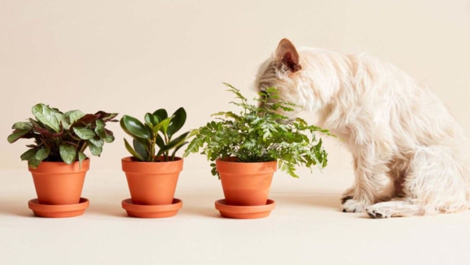 Estas plantas no son tóxicas para tus mascotas
