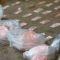 Alerta por cocaína adulterada en provincia de Buenos Aires