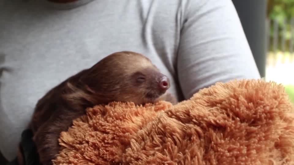 Check out the sweet images of a rescued baby sloth