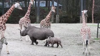 La reacción de un bebé rinoceronte ante otros animales