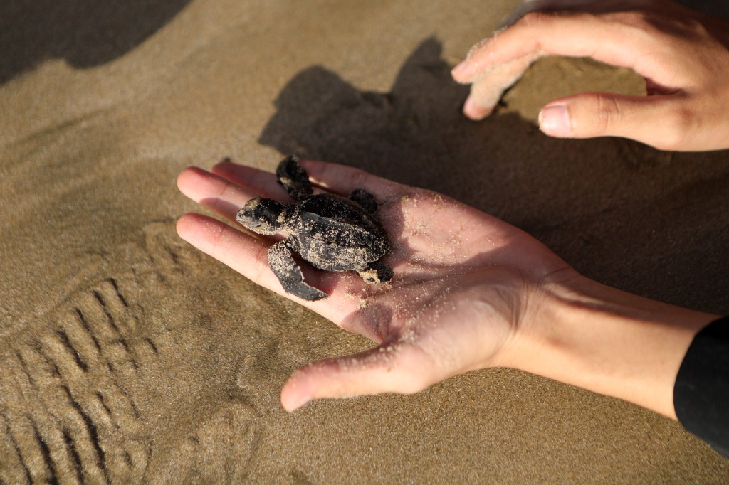 Así liberan a estas tortugas bebé en Indonesia