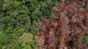 ¿Por qué la selva tropical es crucial para el planeta?