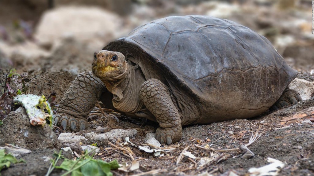 Una nueva especie de tortuga en las Galápagos