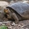 Una nueva especie de tortuga en las Galápagos