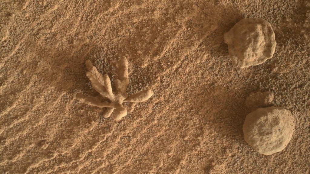Formation found on Mars resembles a flower or a coral