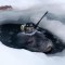 Un estudio revela que una foca nadó más de 600 km
