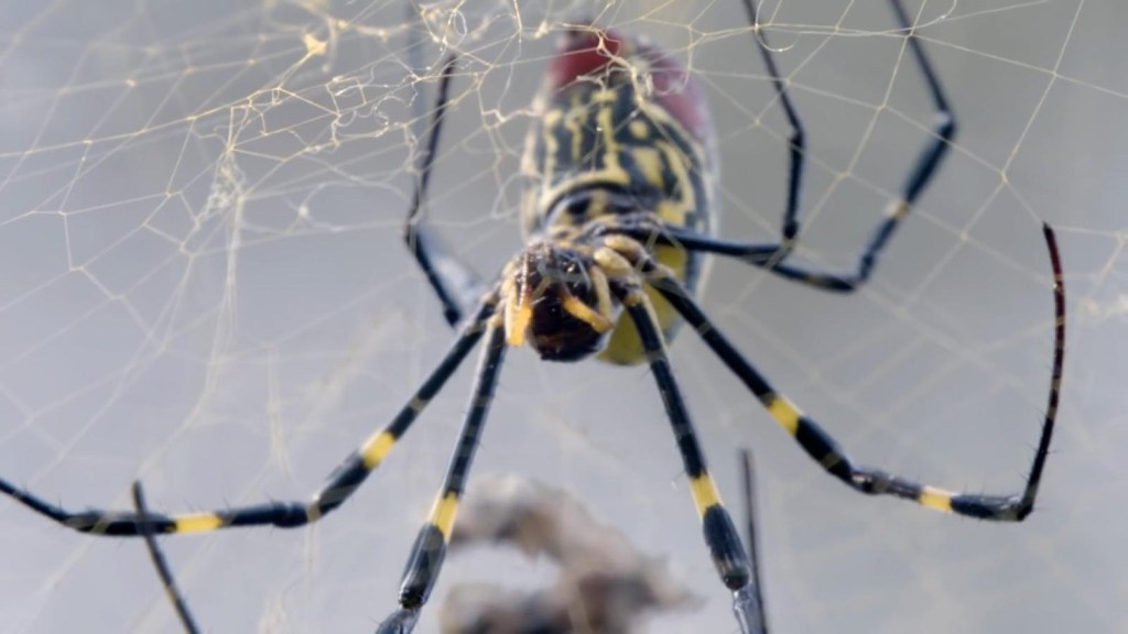 Una especie de araña venenosa podría expandirse en Estados Unidos