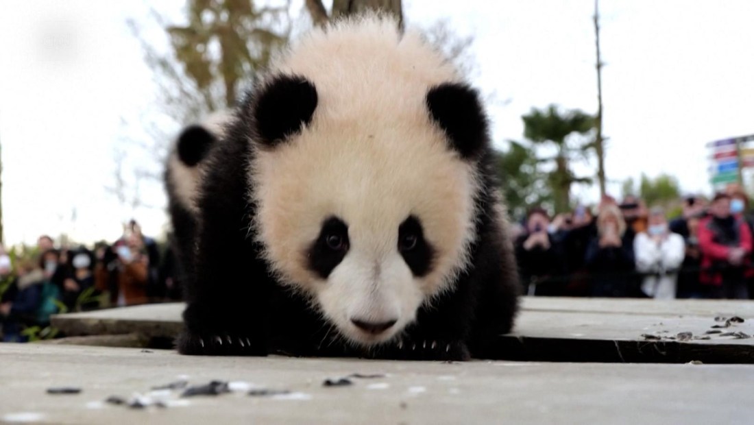 Mira a estos pandas bebés dar sus primeros pasos