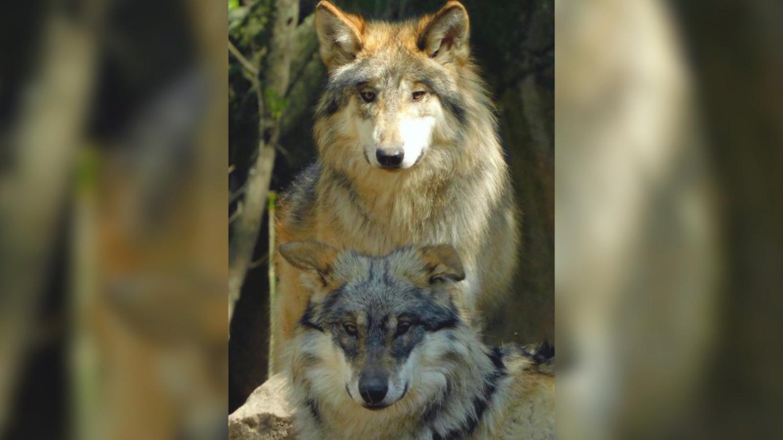 Mueren dos lobos mexicanos, especie en peligro de extinción, en el  Zoológico de Chapultepec