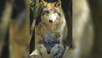 Dos lobos mexicanos casi en extinción pierden la vida