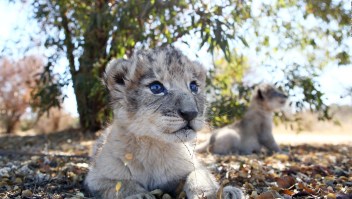 "Ruge" de emoción el zoológico de Chicago por la llegada de un bebé león
