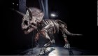Histórico hallazgo de restos de dinosaurio en Australia