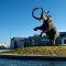 Exhiben mamuts hallados en el nuevo aeropuerto de México