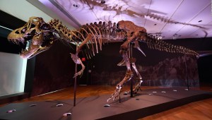 El fósil de dinosaurio más completo del mundo, tiene un nuevo hogar