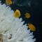 Gran Barrera de Coral de Australia está en peligro