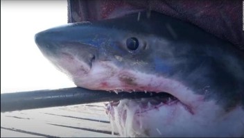 Tiburón blanco de más de 700 kilos nada en la costa de Florida