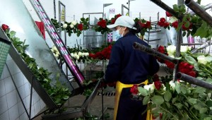 Florícolas ecuatorianos ven marchitar su inversión tras guerra en Ucrania con Rusia