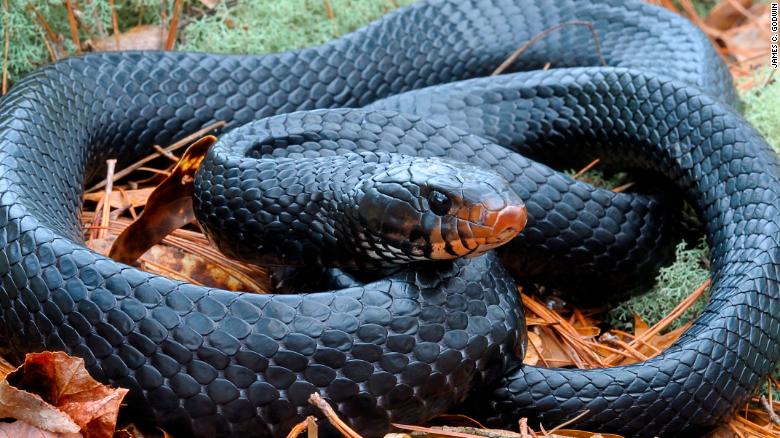 Una rara serpiente índigo oriental fue encontrada en Alabama.