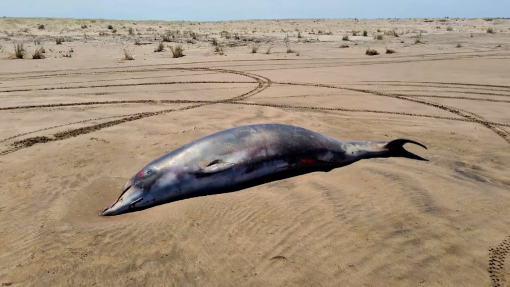 animal del mar muerto Argentina