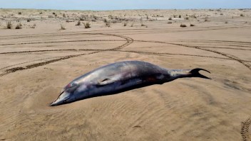 animal marino muerto Argentina