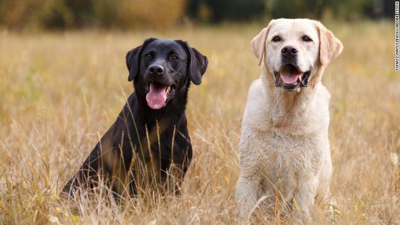 Labrador retriever y las de perros más populares Unidos