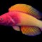 pez arcoiris maldivas