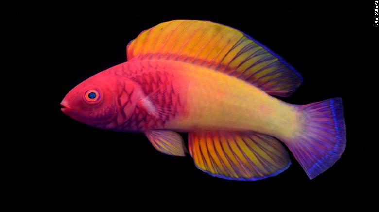 maldives rainbow fish