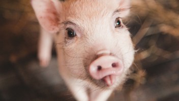 Científicos traducen los gruñidos de los cerdos