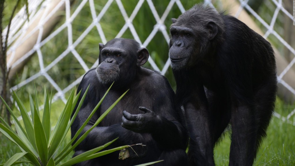 Los chimpancés logran reconocer los cráneos de su propia especie