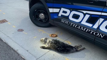 Encuentran una foca fuera de su hábitat que estaría persiguiendo comida