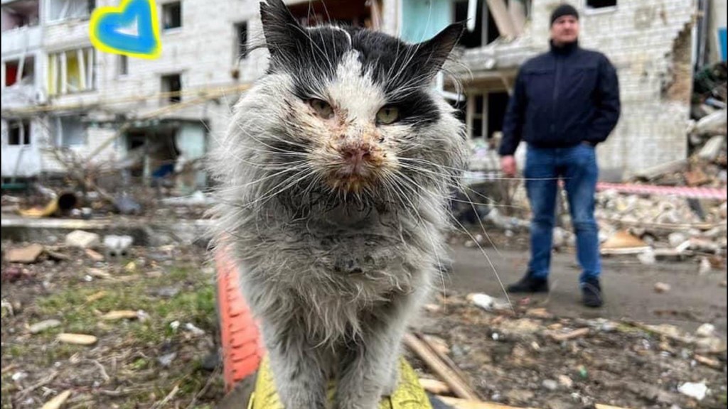 Así rescatan a las mascotas abandonadas por la guerra en Ucrania