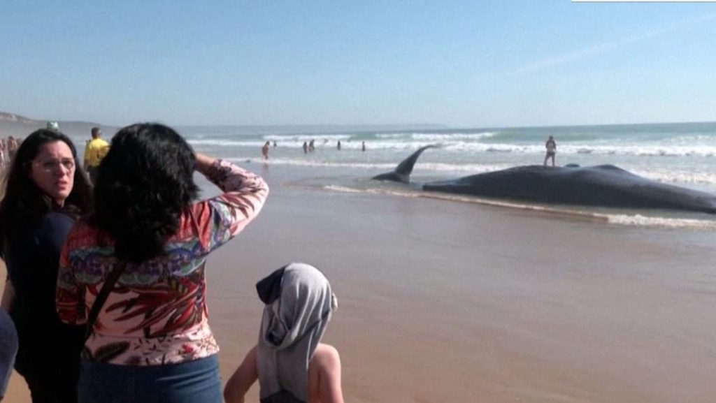 Así intentan salvar a una ballena varada