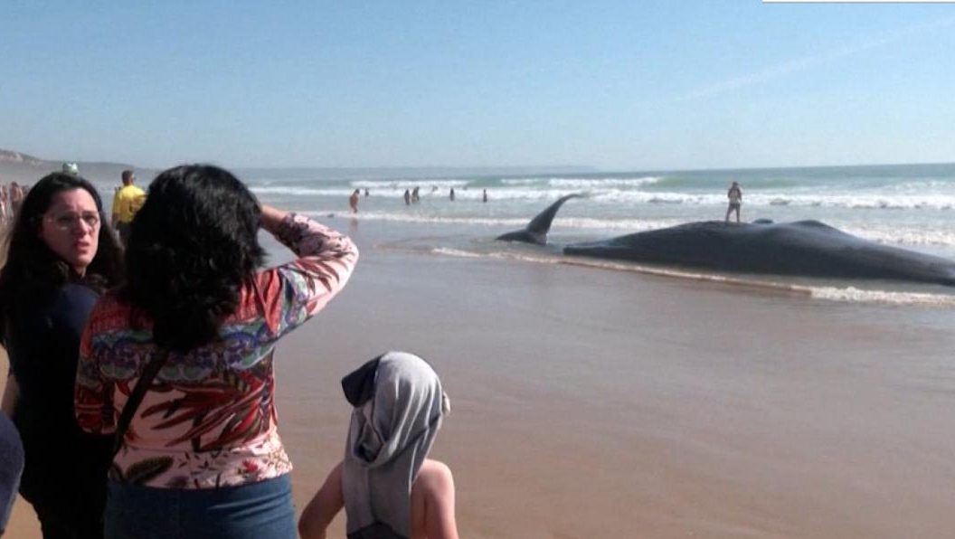 Así tratan de rescatar a ballena encallada