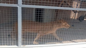 Resguardan a dos bebés leones en menos de una semana